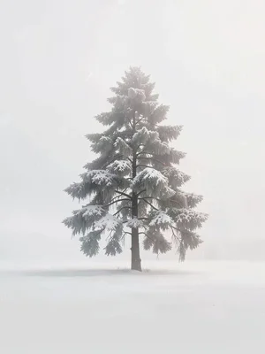 Single snow-laden pine standing out from a vast pale plain, branches drooping, t