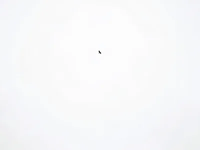 Single bird silhouette at extreme edge of white winter sky