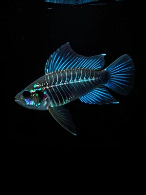 Cardinal Tetra Backlit Glow