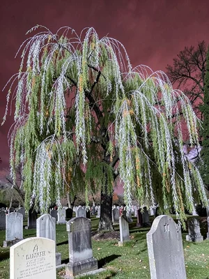 Weeping willow in cemetery, white tendrils brushing ancient headstones, maroon s