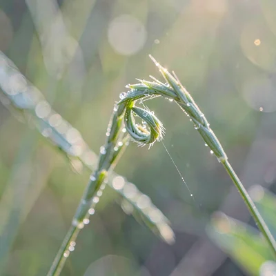 Botanical of a curled grass blade with morning dew suggested as tiny dots