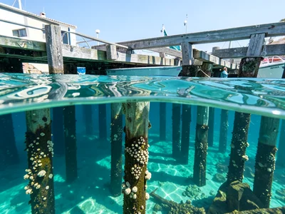 Wooden pier pilings below water covered in barnacles, above water weathered wood