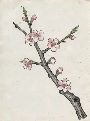 Spring cherry branch with a few open blossoms, minimal negative space