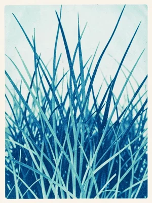 Grass blade cyanotype