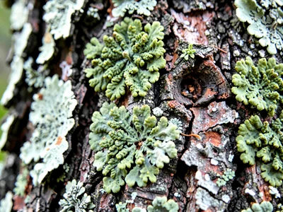 Hackberry warty texture