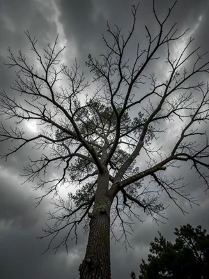 Tree in windstorm with multiple exposure, branches tracing every gust, weather m