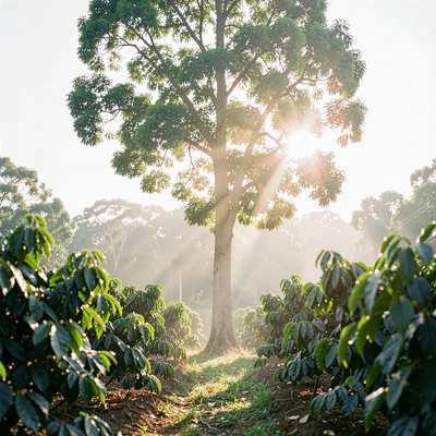 Vertical view of a tall shade tree above a coffee patch with sunlight filtering