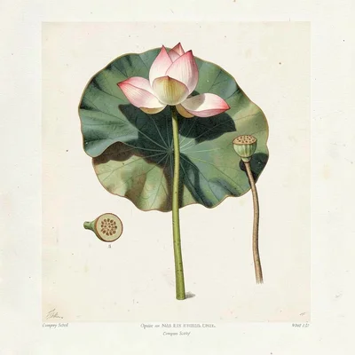 Lotus Flower, Bud and Pod