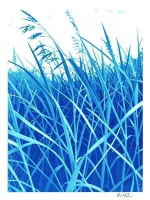 Grass blade cyanotype