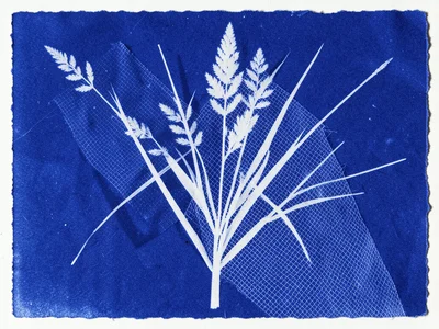 Double-exposed cyanotype, grasses overlaid with mesh fabric, two textures combin