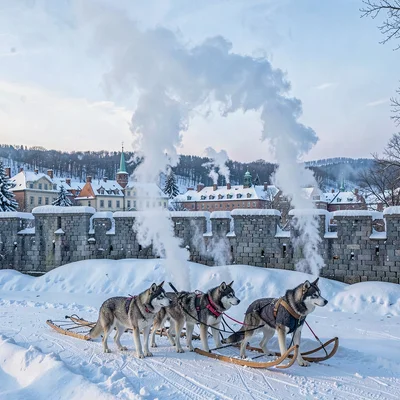 Quebec winter heritage, walled city under snow, Dog sled team resting, steam ris