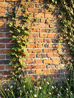 Old brick wall with vines and wildflowers growing through cracks, afternoon ligh