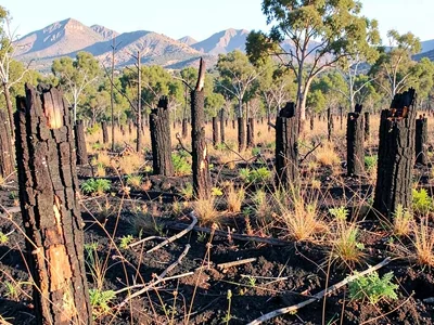 Burned stumps surrounded by waist-high recovery