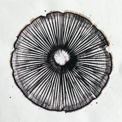 Black Coprinus spore print, intense dark deposit with individual gill lines shar