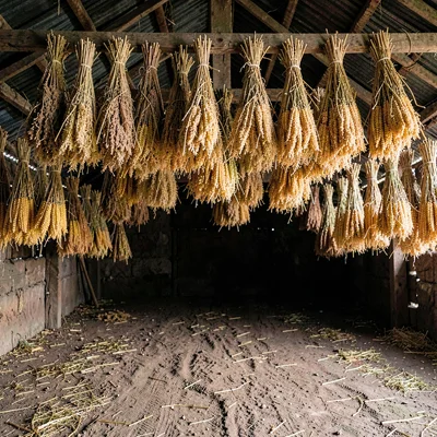 Wide drying-shed photo with hanging bundles of golden broomcorn over a packed di