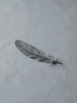 A solitary grey crow feather resting on cool-grey paper, barbs lifting in faint