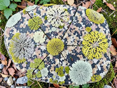 A granite sample covered in three distinct lichen species, territories meeting i