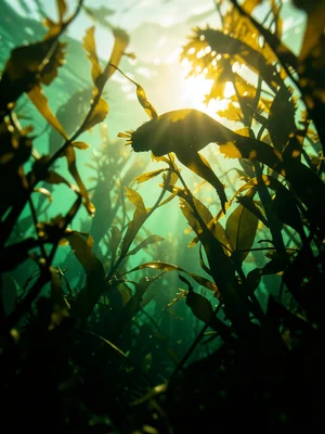 Figure silhouette filled with underwater kelp forest, filtered green light, doub