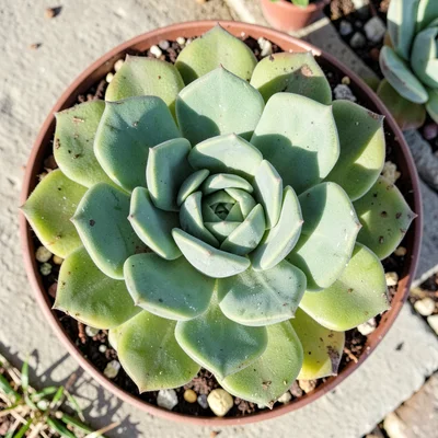 Succulent rosette from above
