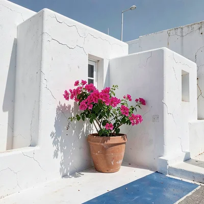 Cycladic whitewash study, Greek island lime, Terracotta pot with pink bougainvil