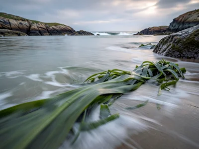Seaweed in current rendered as soft green blur