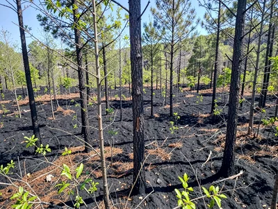 Five-year recovery showing young forest on black