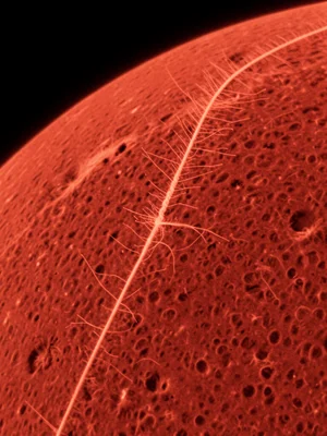 Extreme crop of a single spicule, thin jet of plasma resolved into fine structur