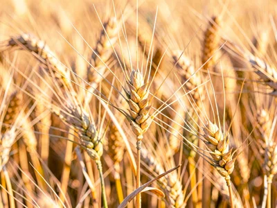 Wheat detail showing grain heads at close range