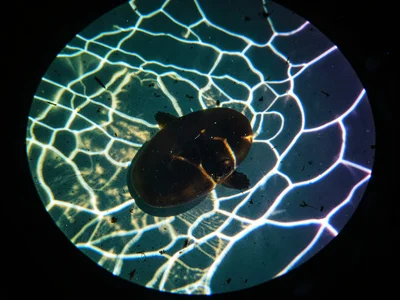 Caustic lighting submerged object