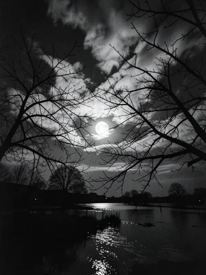 Bare tree branches against full moon, wispy clouds crossing, night