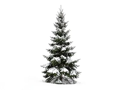 Single evergreen against white