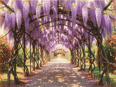 A wisteria arbor in full purple bloom creating a tunnel over a gravel path with 