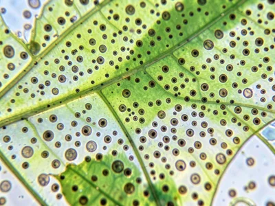 Leaf stomata field, hundreds of tiny mouth-like pores scattered across lower lea