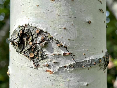 Aspen trunk smooth young
