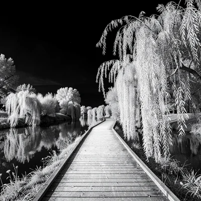 A canal towpath with weeping willow trailing into dark water, sky near-black and