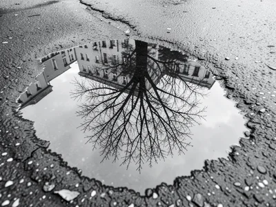Puddle reflection of bare tree, inverted silhouette in grey water on grey ground