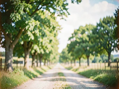 Country lane soft with trees