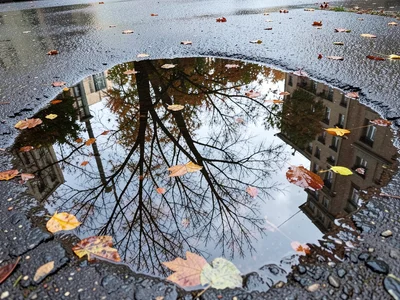 Autumn leaves floating in puddle breaking up the reflection of bare tree branche