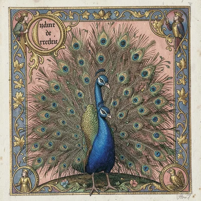 An ornate peacock displaying its feathers
