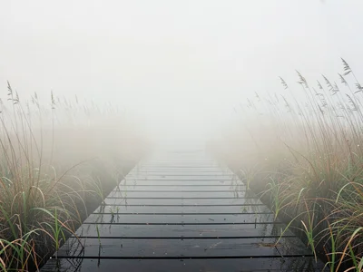 Slatted boardwalk threading a marsh, planks wet and dark, the reeds rapidly fadi