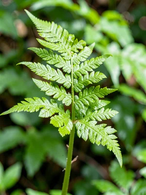Fern frond unfurling