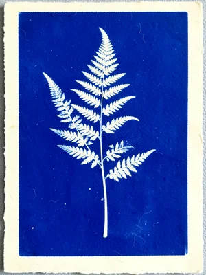 Cyanotype print of spring fern fronds unfurling, Prussian blue on cream paper