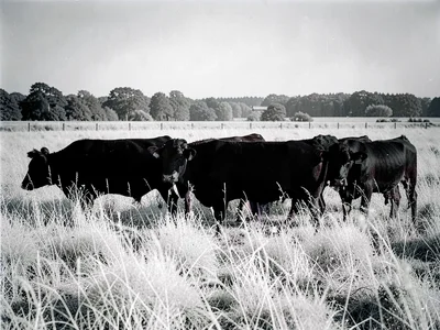 Pasture with white grass dark cattle