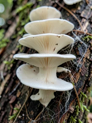 Oyster mushroom shelf fruiting on a log — stacked white fans cascading downward 