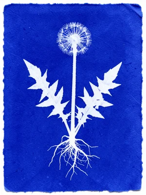 Cyanotype of a complete dandelion plant including root system, seedhead, stem, a