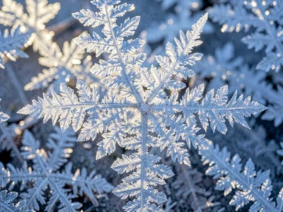 Frost fern pattern with backlight revealing crystal structure