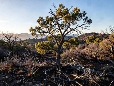 Resilience narrative visible in single recovering tree