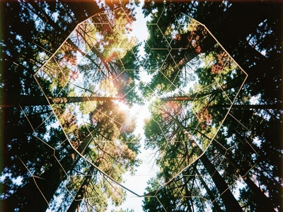 Hexagonal grid overlay on a forest canopy seen from below, trees seen through ge