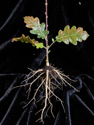 A young oak seedling with its entire root system exposed against black velvet, f
