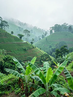 Emerald green hills through morning mist in Kigali, Rwanda, Terraced hillside af